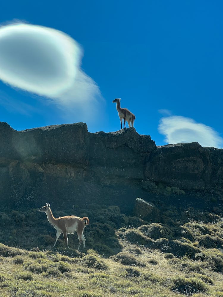 Guanacos On The Rocks