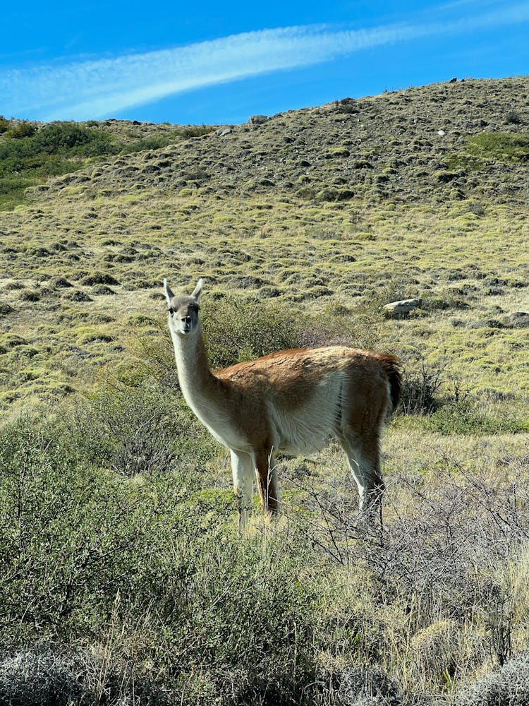 Guanaco Standing On The Grass
