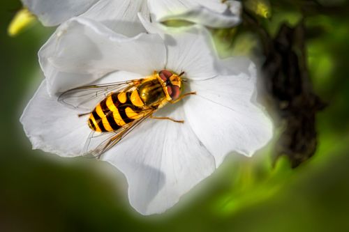 Free Close-up capture of a vibrant hoverfly resting on a delicate white flower in natural light. Stock Photo