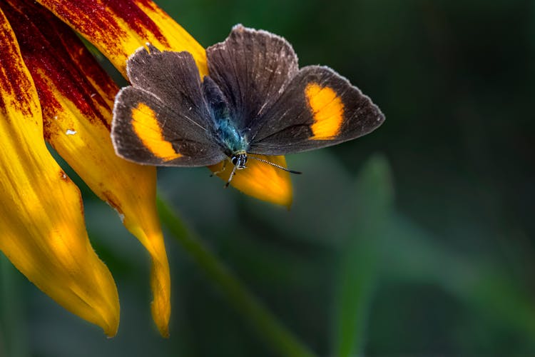 A Macro Shot Of A Brown Hairstreak