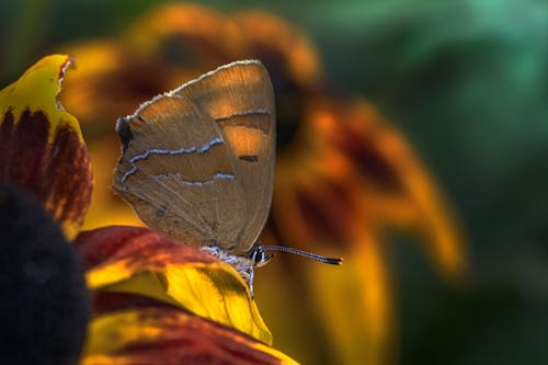 Foto d'estoc gratuïta de flor, insecte, papallona