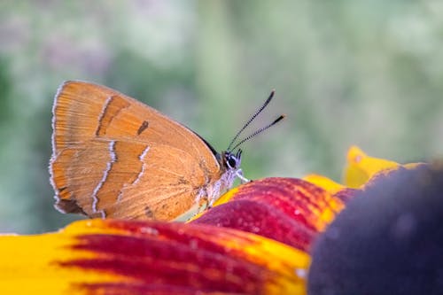 Brown Butterfly Perched on a Petal