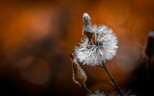 Close up of White Dandelion