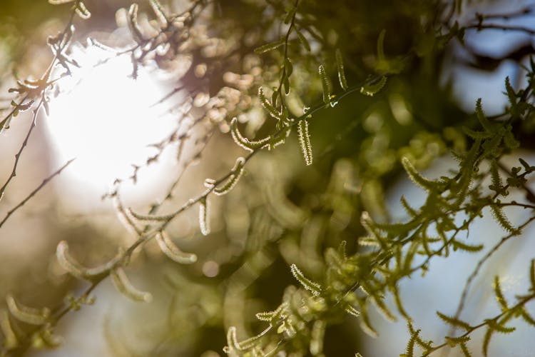 Tree Pollen Blossoms