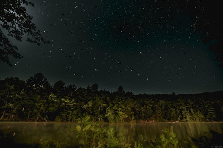 Green Trees In The Forest Under The Starry Night Sky