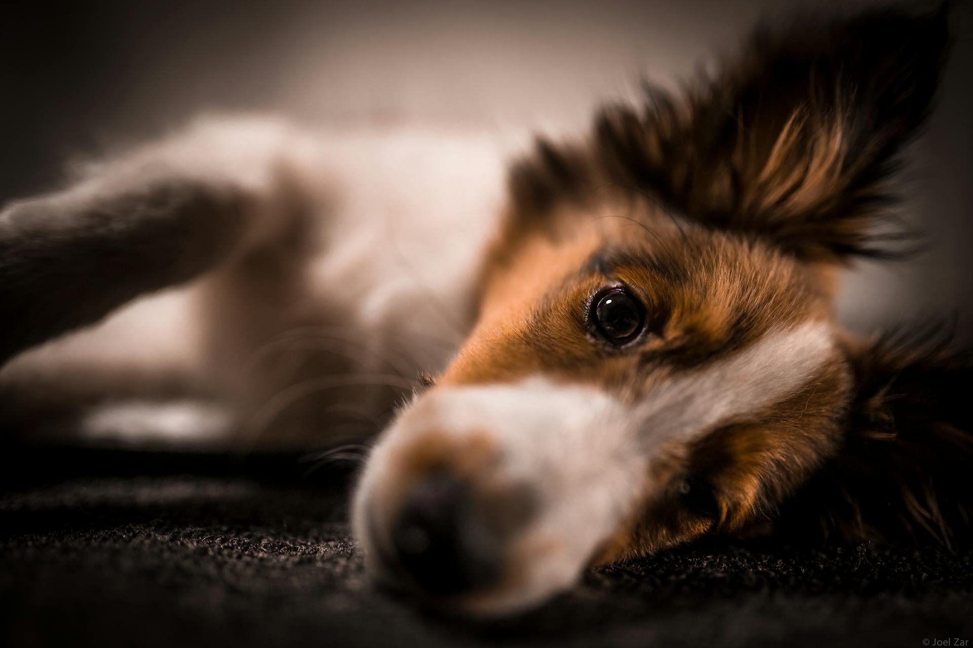 Brown and White Long Coated Dog Lying on Black Textile