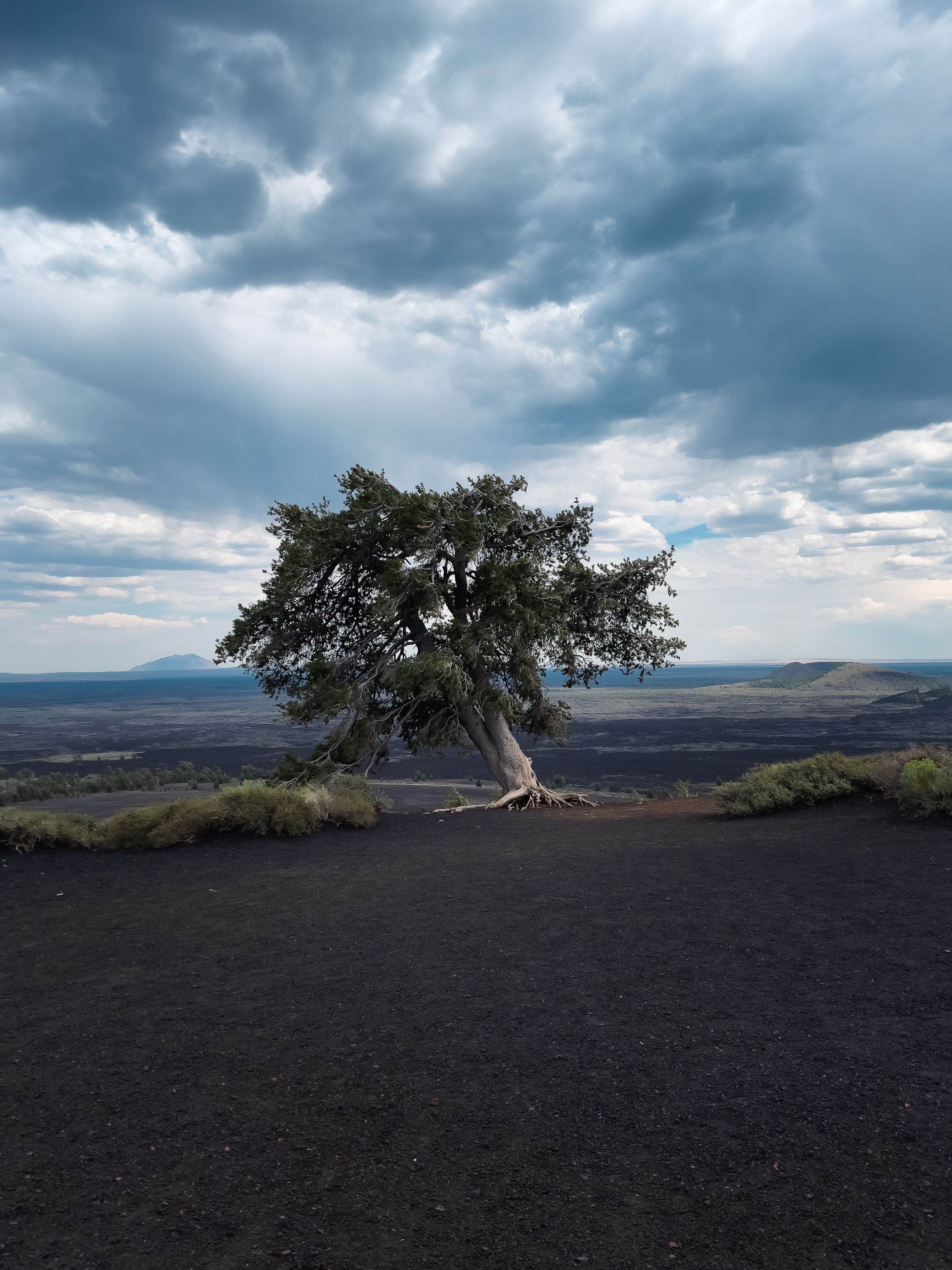 Tree On Volcano Photos, Download The BEST Free Tree On Volcano Stock ...