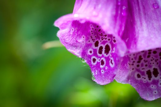 Purple Flower With Water Droplets