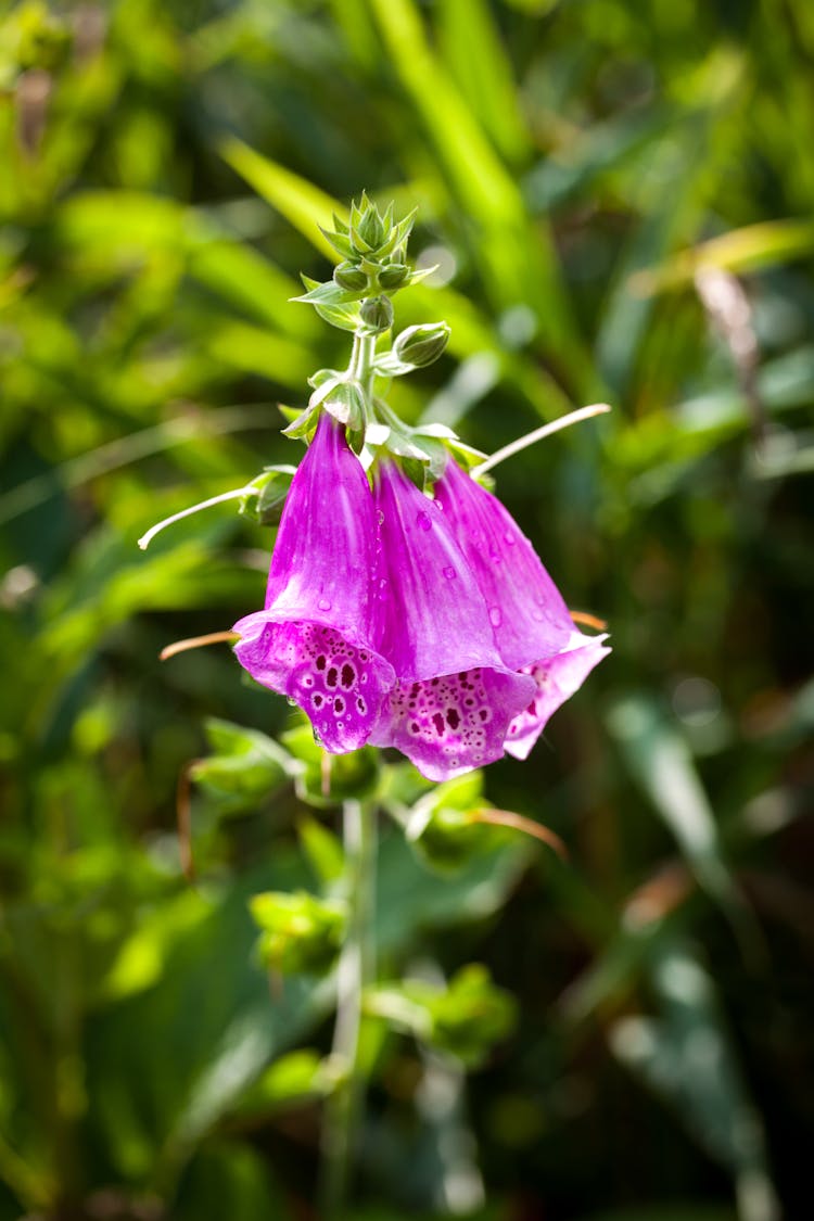 Close Up Of Purple Foxglove