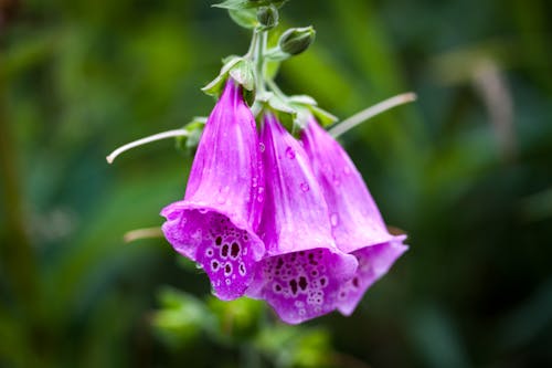 Close-Up Shot of a Blooming Purple Lady's Glove Flowers