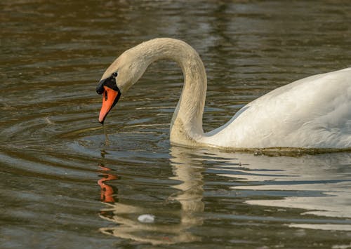 A Mute Swan on the Water 