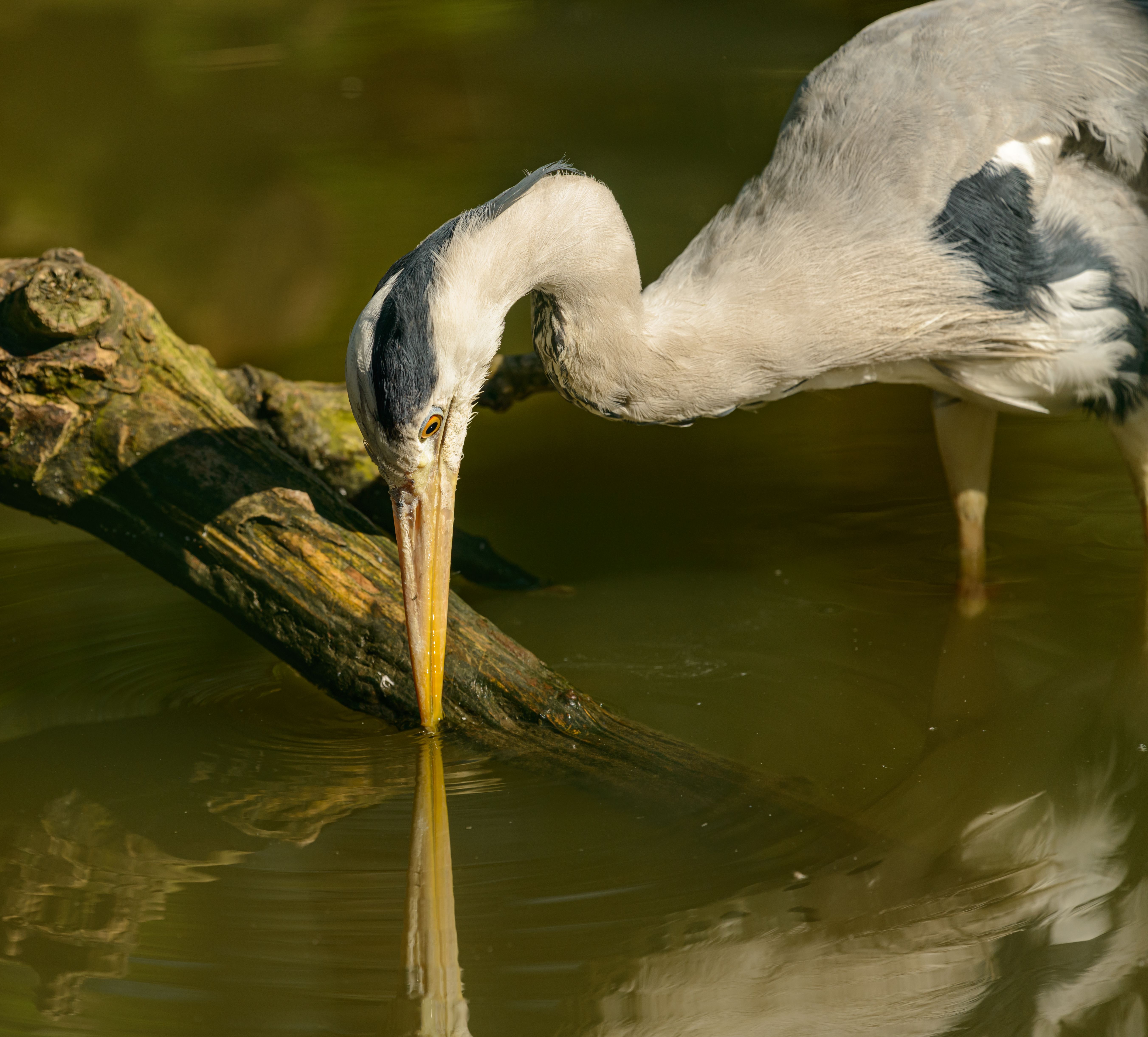 White and Gray Bird on Body of Water · Free Stock Photo