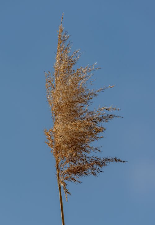 Free Close-up of a windblown dry reed against a clear blue sky, illustrating natural beauty and simplicity. Stock Photo
