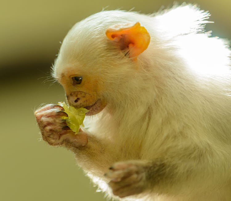 White Monkey In Close-up Photography