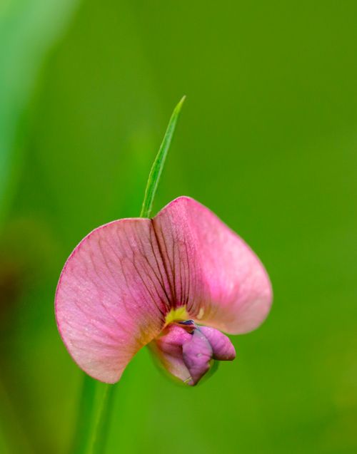 Free Detailed close-up of a pink flower against a vibrant green background, highlighting petal texture. Stock Photo