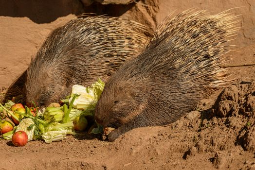 hedgehog photo