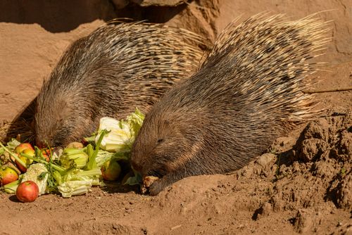 Free Two porcupines munching on fresh vegetables in an outdoor setting. Stock Photo
