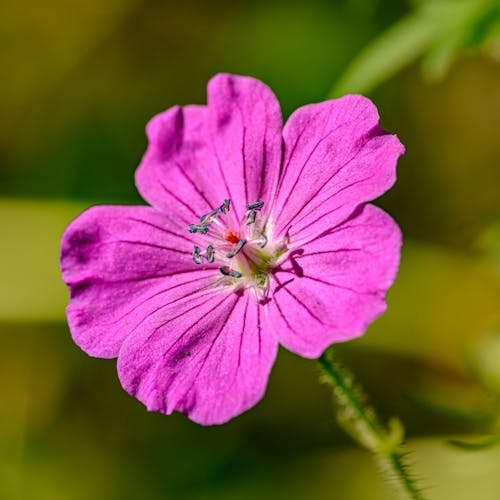 Pink Flower in Tilt Shift Lens