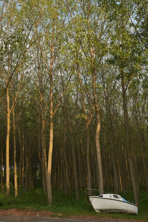 Imagine de stoc gratuită din arbori, barcă, codru