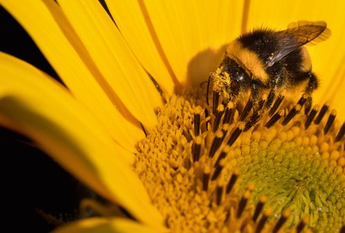 Free Close-up image of a bee collecting pollen from a sunflower, showcasing pollination. Stock Photo
