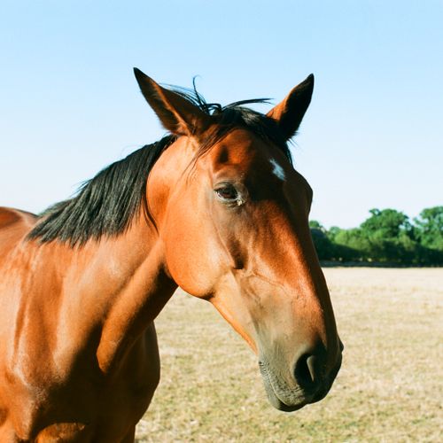 Free A serene close-up of a chestnut horse in a field with clear blue skies. Stock Photo