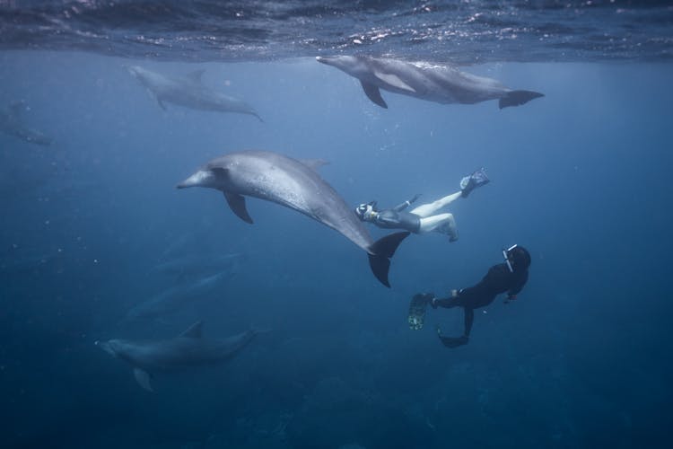 People Swimming Underwater With Dolphins 