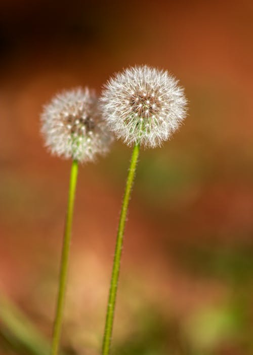 Close-Up Shot of Common Dandelion Plant