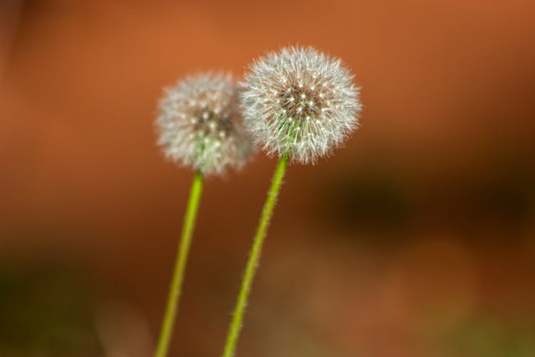 Common Dandelion Plant