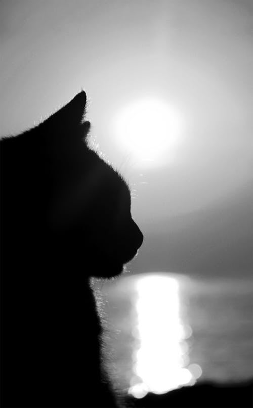 คลังภาพถ่ายฟรี ของ ขาวดำ, ซิลูเอตต์, ดวงอาทิตย์
