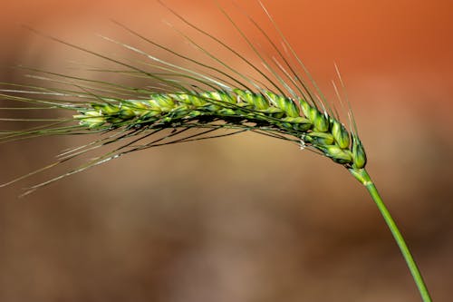 Wheat Plant in Close-Up Photography