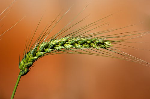 Wheat Plant in Close Up Shot