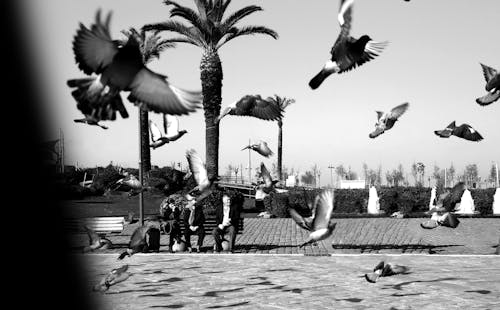 Birds Flying around People Sitting on a Bench