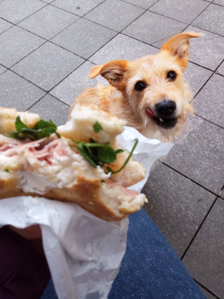 Cute Dog Looking Up At A Person Eating A Sandwich 