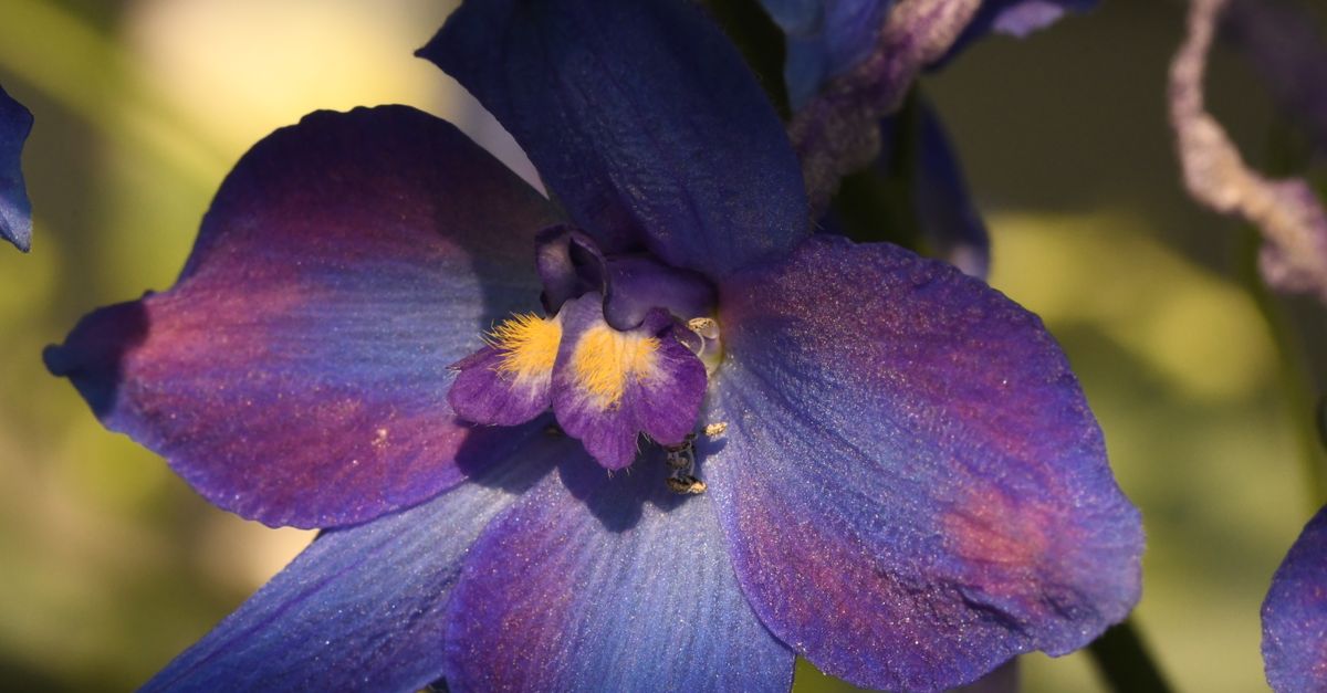 Close-up of a vibrant Siberian Larkspur flower showcasing stunning purple and blue hues.