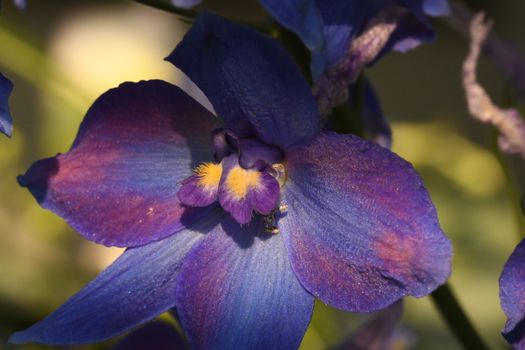 Close-Up Photo of a Purple Flower
