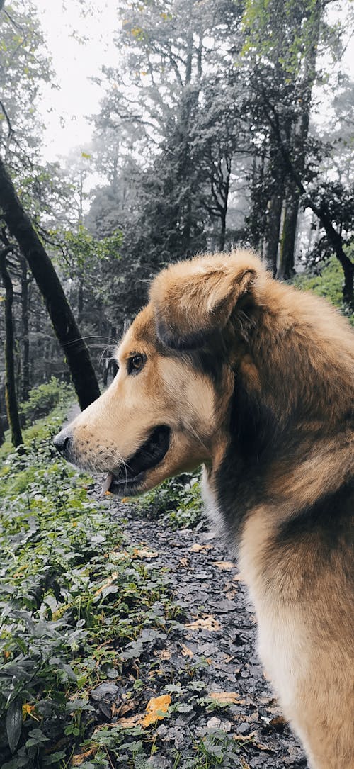 Imagine de stoc gratuită din animal de casă, câine, călătorește