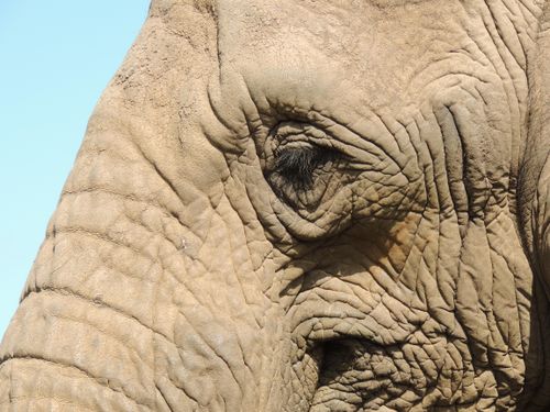 Free Detailed close-up of an African elephant's eye showcasing its textured skin, wrinkles, and eyelashes. Stock Photo