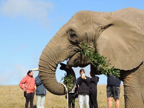 Ilmainen kuvapankkikuva tunnisteilla afrikan norsut, afrikkalainen norsu, eläimet