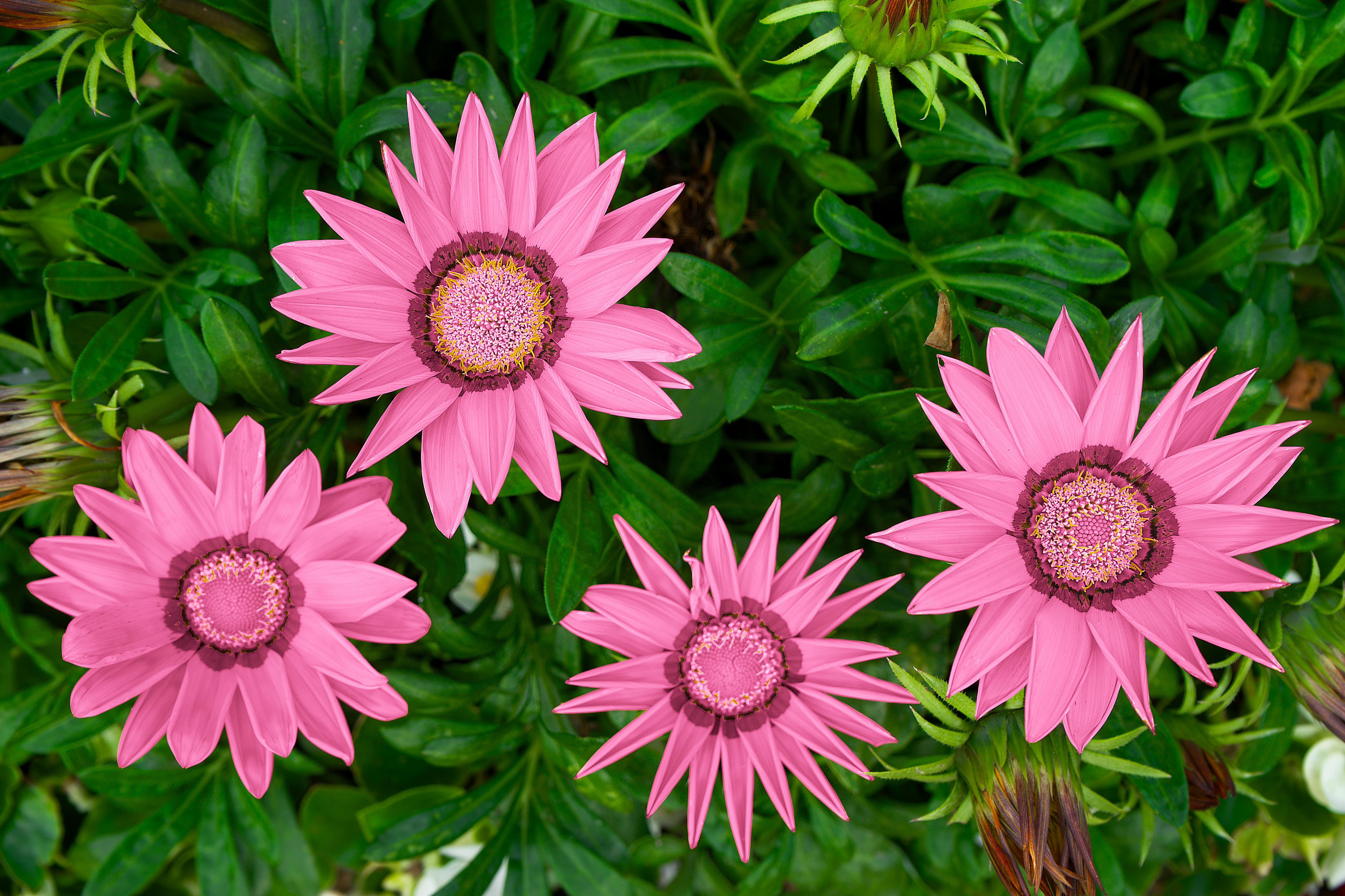 Close-up of vibrant pink African daisies among lush green leaves, showcasing nature's beauty.