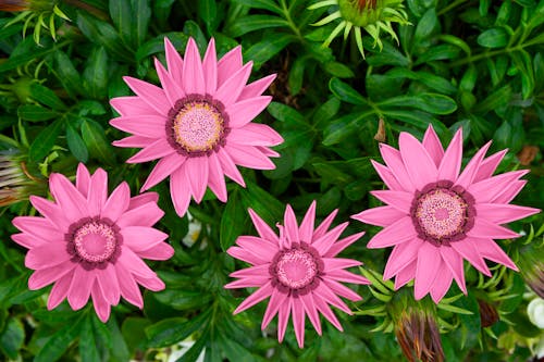 คลังภาพถ่ายฟรี ของ การถ่ายภาพดอกไม้, ดอกเดซี่ transvaal, ดอกไม้สีชมพู