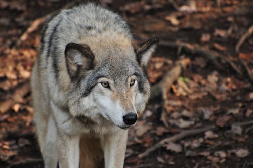 Free stock photo of animal, forest, fur