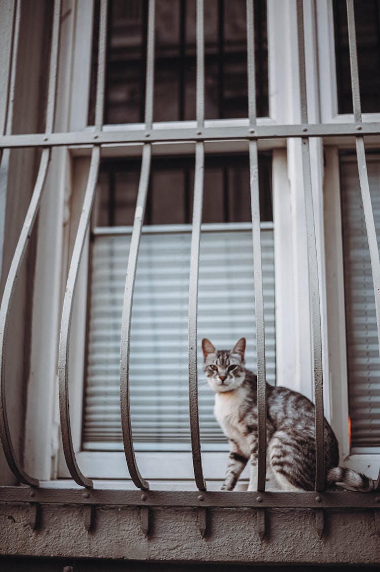 A Cat Sitting By A Window