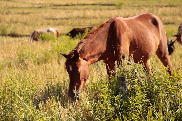 Photograph Of A Brown Horse Eating Grass