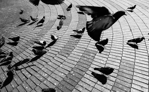 Black and White Birds on Brick Floor