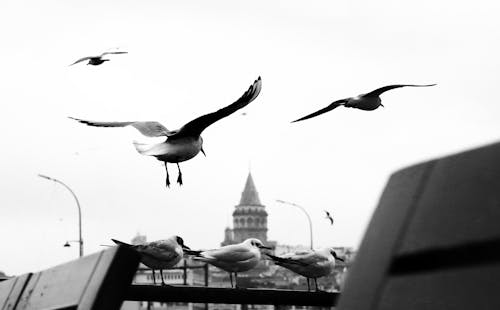 Grayscale Photo of Birds Flying over the Building