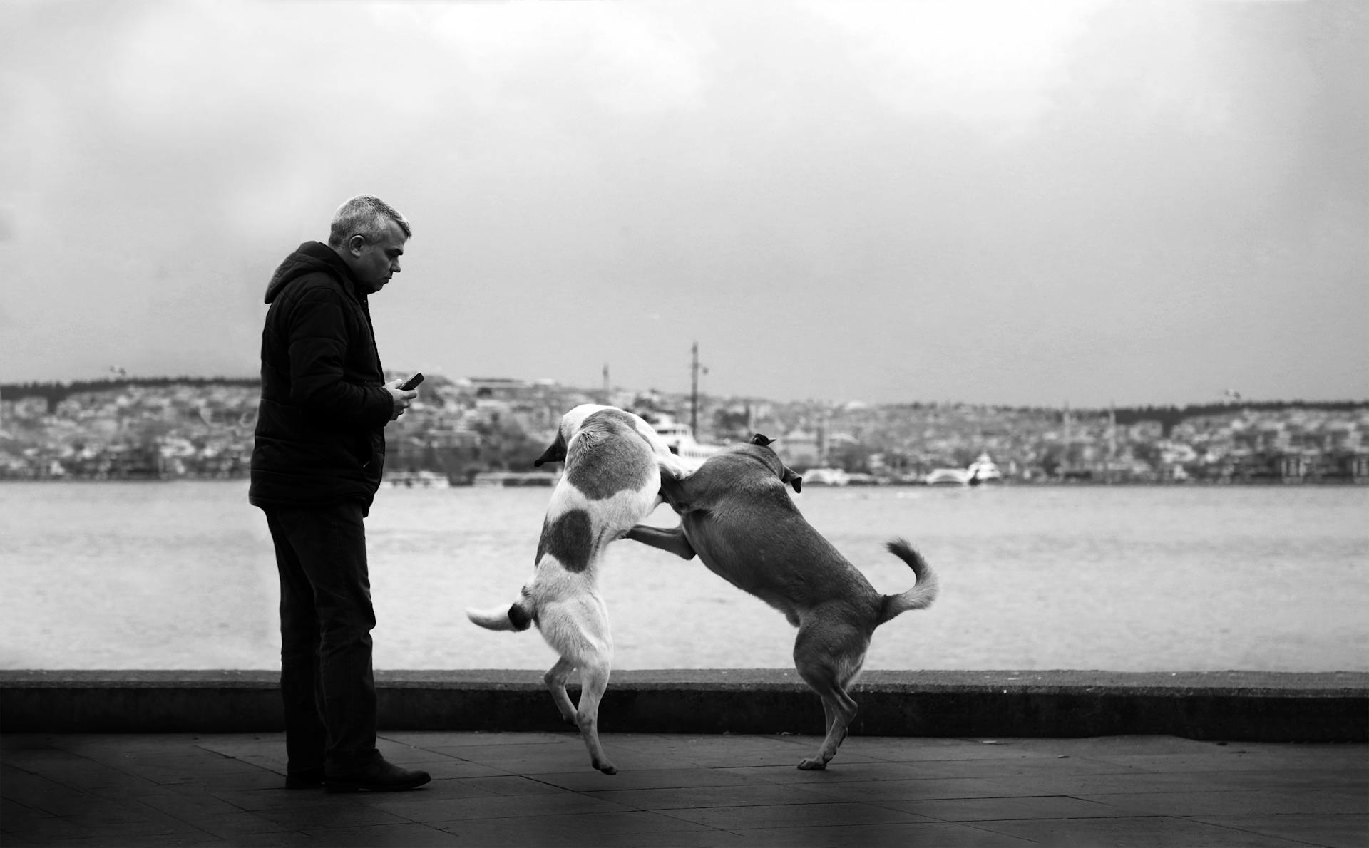 Man Looking at Two Playing Dogs