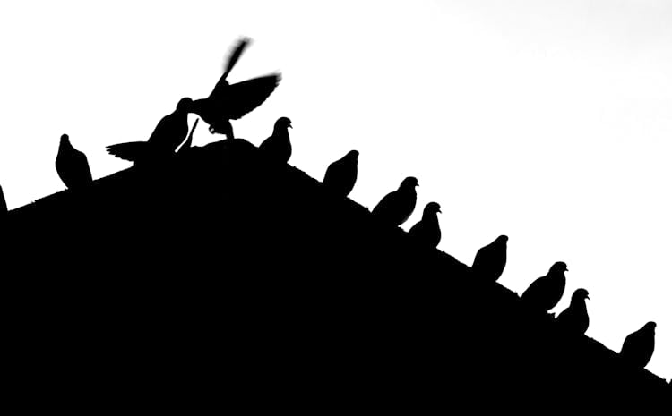 Flock Of Birds Perched On Roof