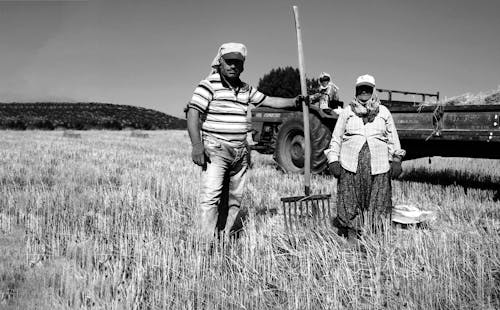Základová fotografie zdarma na téma černobílý, farma, farmáři