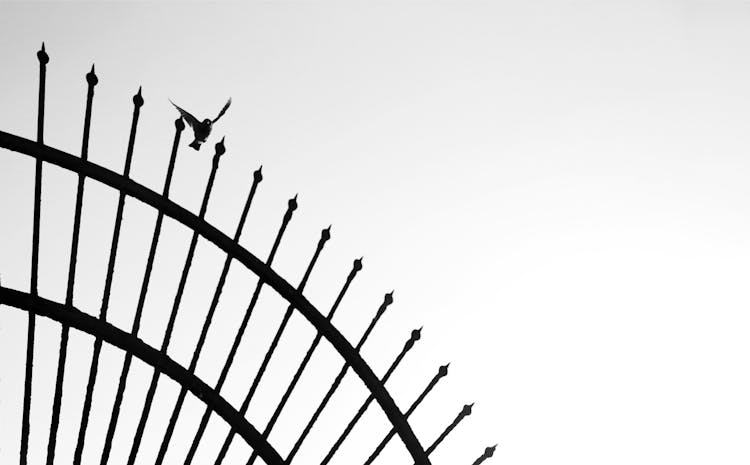 Bird Landing On Steel Gate