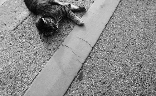 Grayscale Photo of a Cat Lying on the Floor
